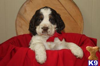 English Springer Spaniel Puppies for Sale